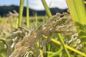 だいちゃんのお米