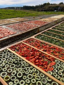 地蔵ファーム（日本採種組合）