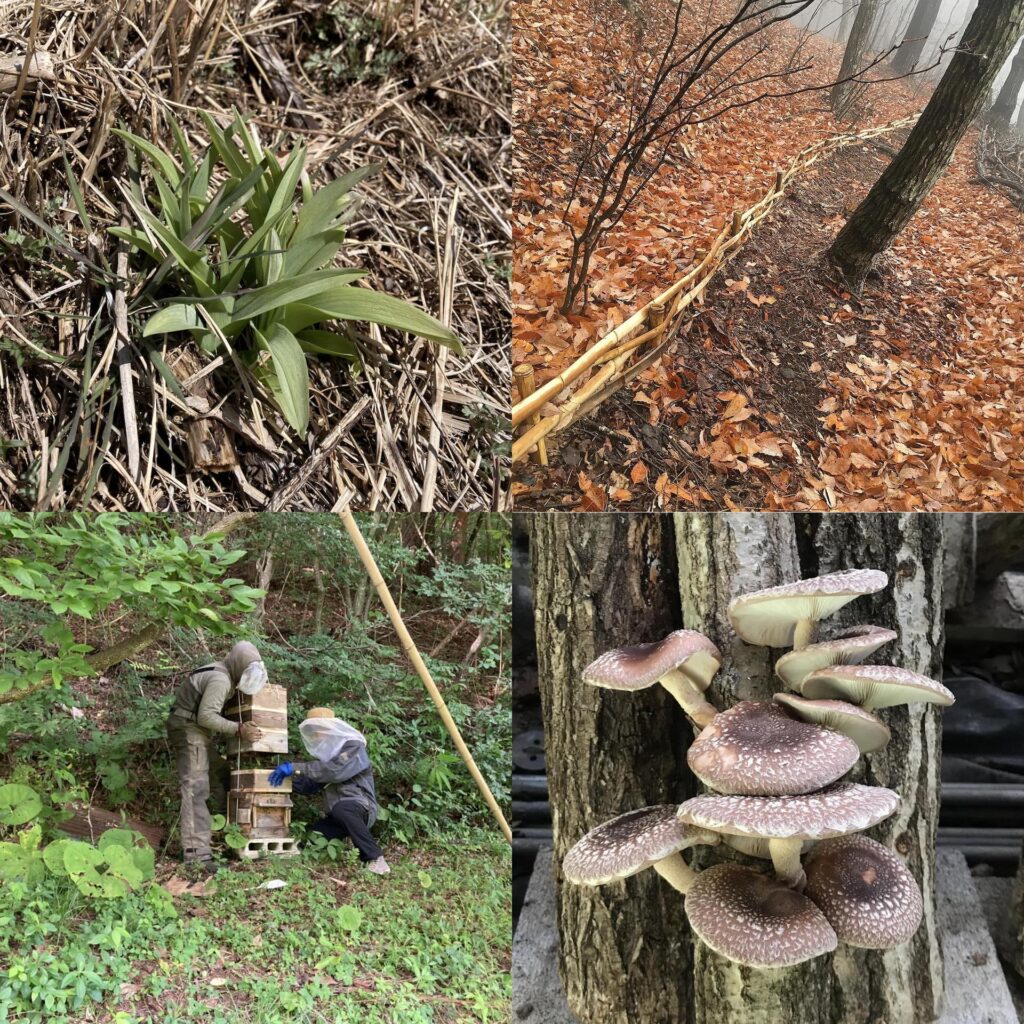 permaculture-mochizuki