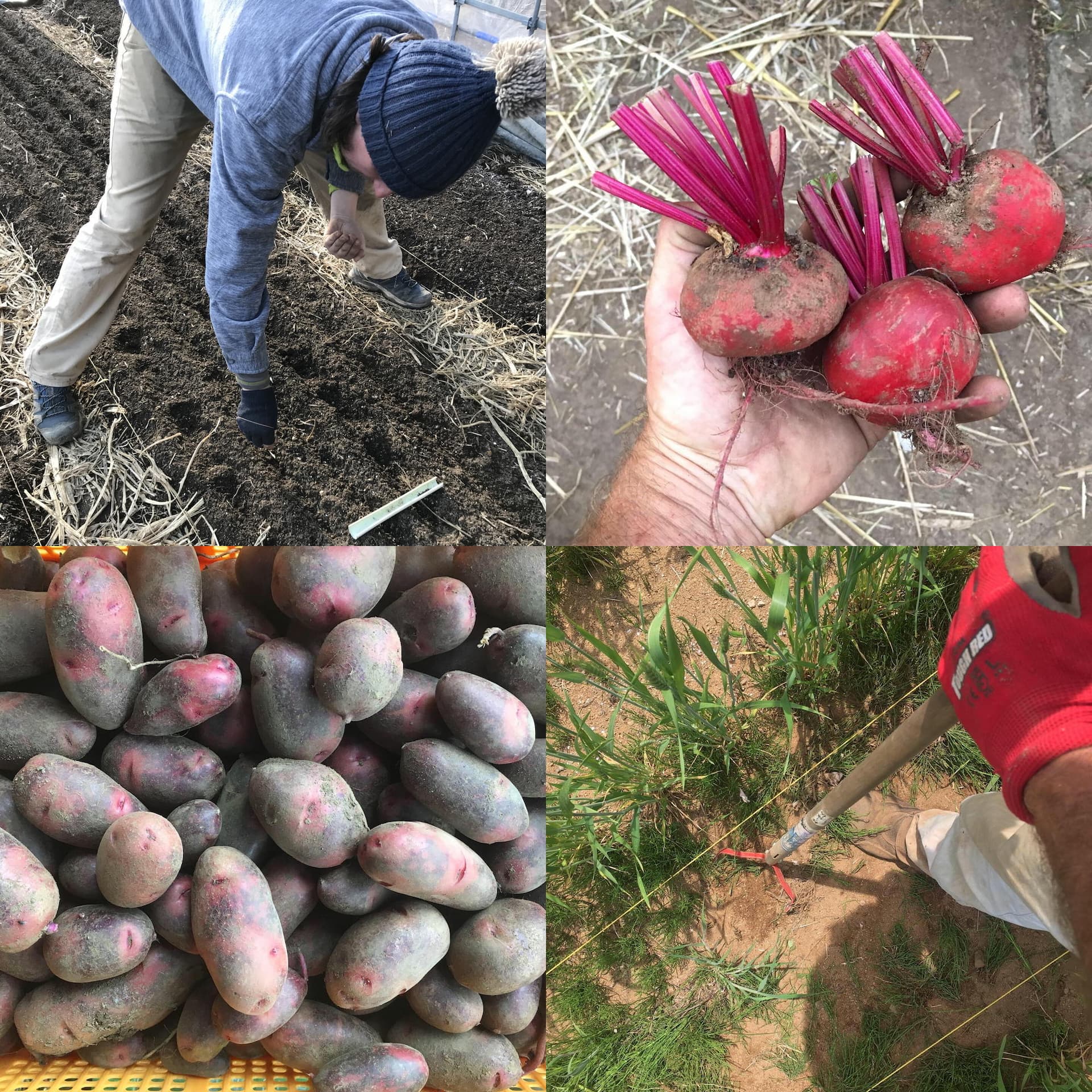 permaculture-mochizuki