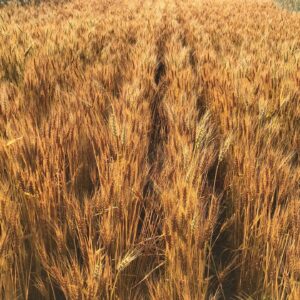 ルーラルファーム