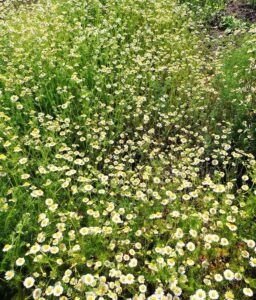 軽井沢サラダふぁ〜む