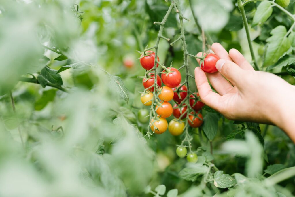 tsunagari-shizennouen