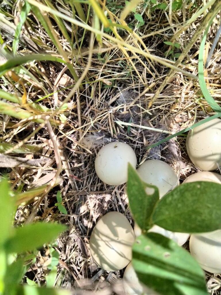 山の中ガーデン小径